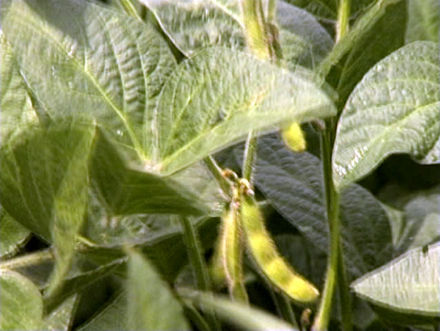 Parts of the soy plant : leaves, stem and fruit on the soybean field 