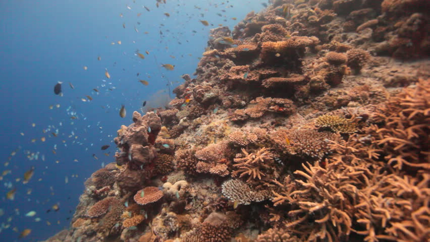 diving along a beautiful reef with many orange fish 