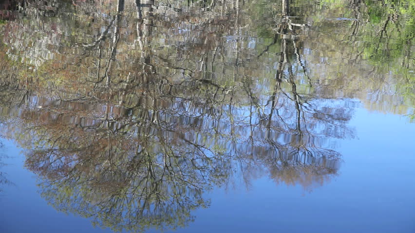 A beautiful, reflective pond yields a fish! A small bass bites and jumps