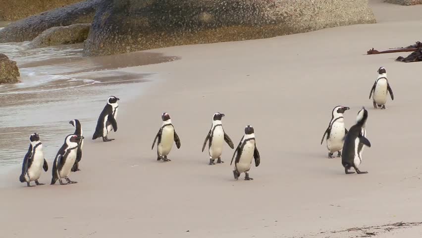 Group of Penguins at the beach