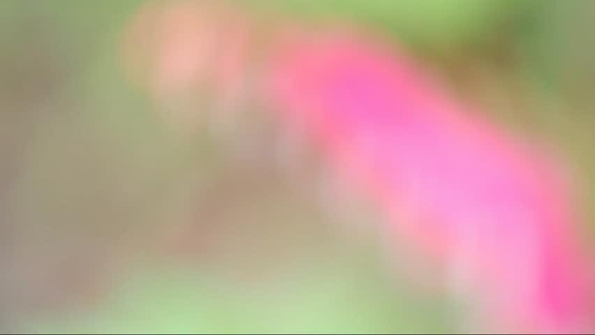 Lamprocapnos spectabilis