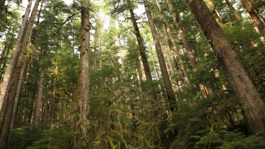 Hoh Rain Forest, Washington, Pan