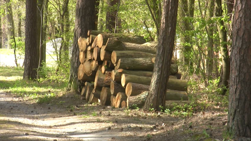 Pan of log ends with bark, year rings, and cracks.