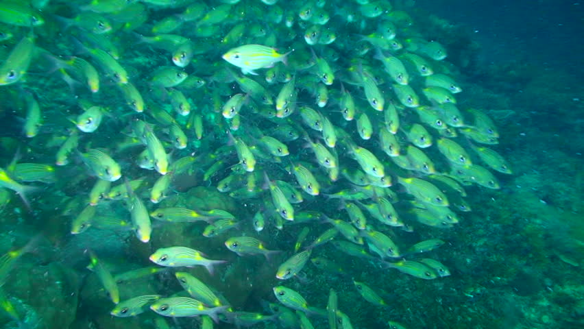 School of yellow fish swimming in Palau, Micronesia