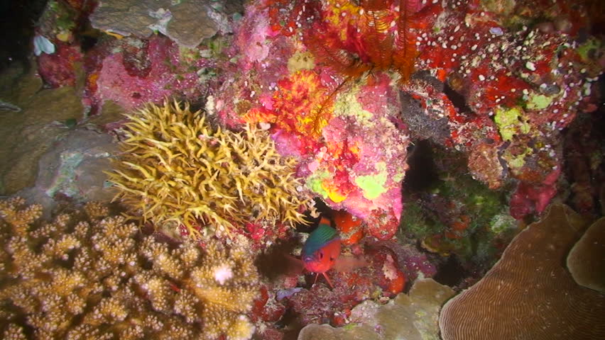 Fish swimming around a reef in Palau, Micronesia