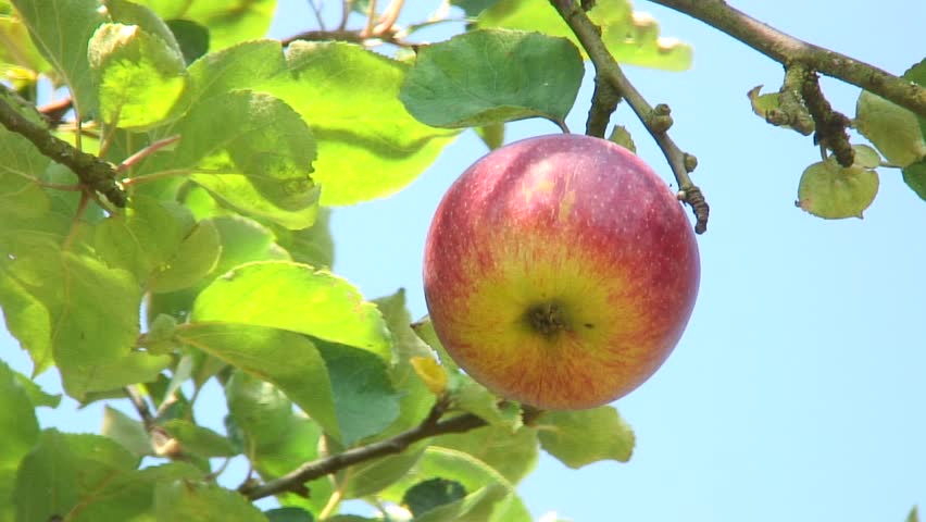 HD 1080i: Red apple hanging on a tree. Tripod.