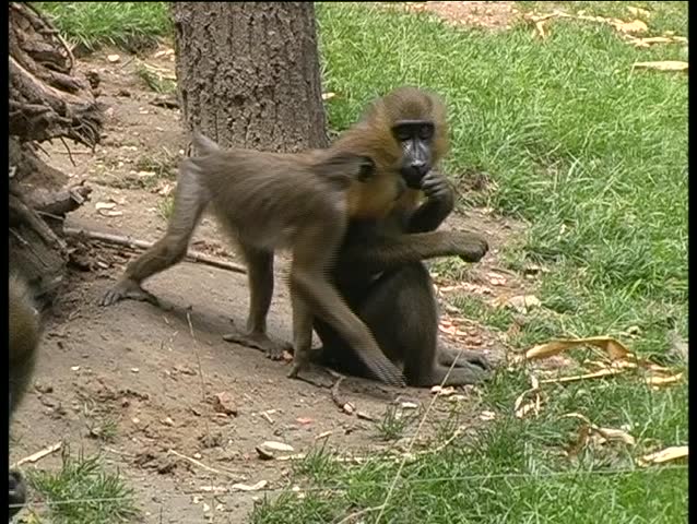 Monkeys 1