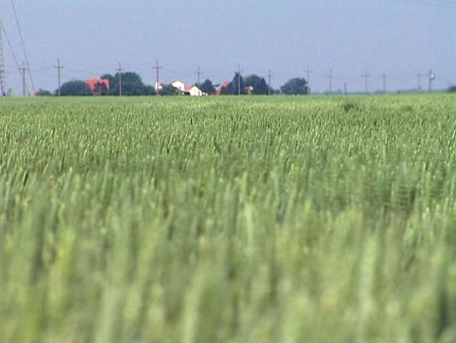 Green wheat in the wind at spring - Rack Focus