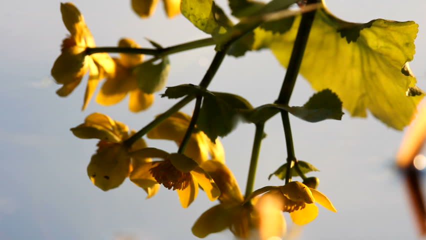 Flowers, reflexion in water