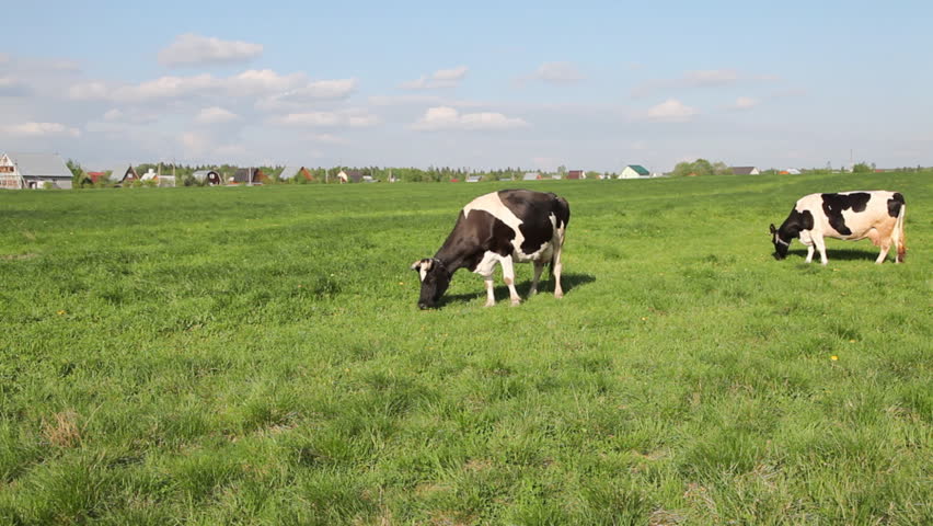 Cow eat grass