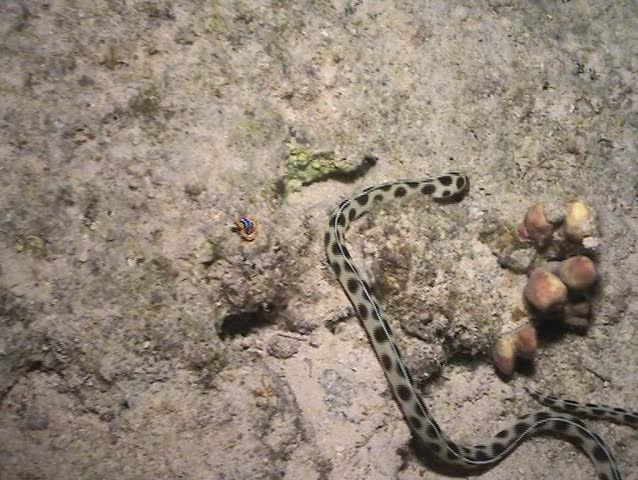 Spotted snake eel swimming across a sandy seabed
