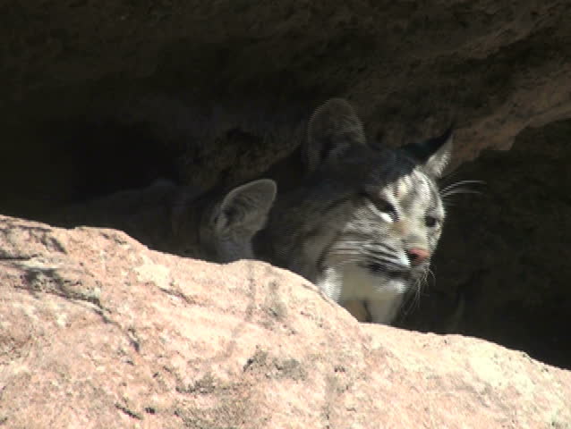 Bobcat - NTSC