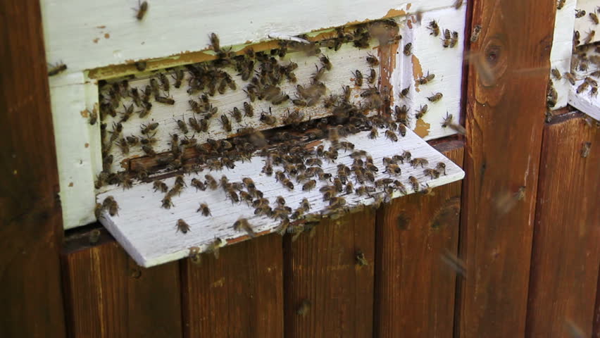 Bees moving in front of there hive (*more in my portfolio*)