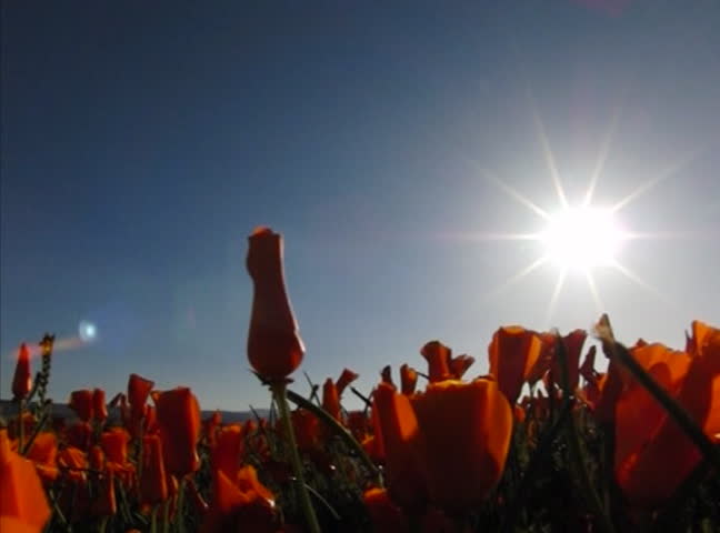 Flowers Poppy HS 06 Bee Tracking Slow Motion