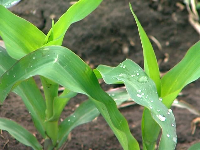 Raindrops on leaves of young corn in breeze