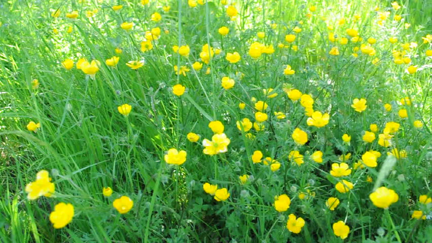 Yellow flowers swaying in the wind 