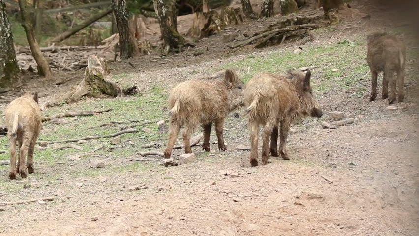 a sounder of young boars in spring forest 