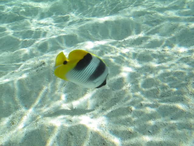Butterflyfish (Chaetodontidae) in the lagoon of Huahine, French Polynesia