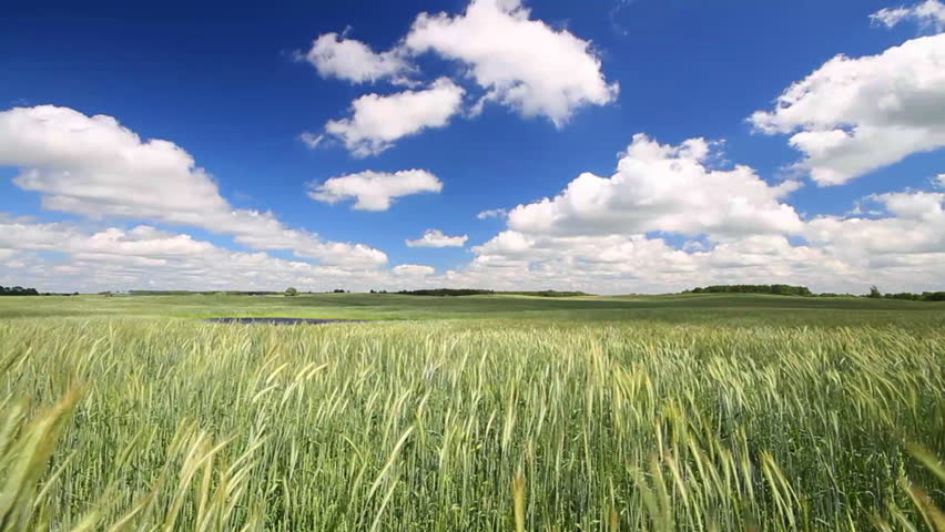 wheat field