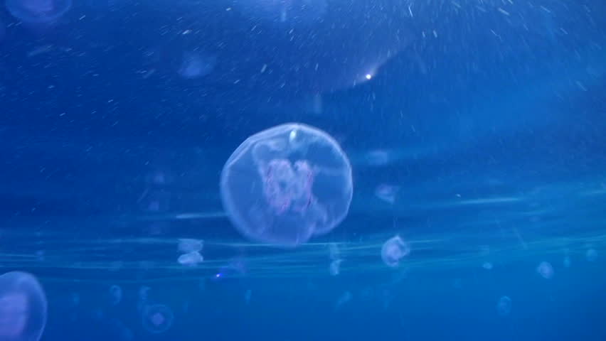 Moon jellyfish (Aurelia aurita) at the surface of the ocean.