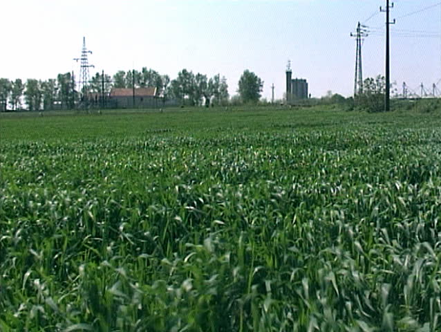 Green wheat field in the wind