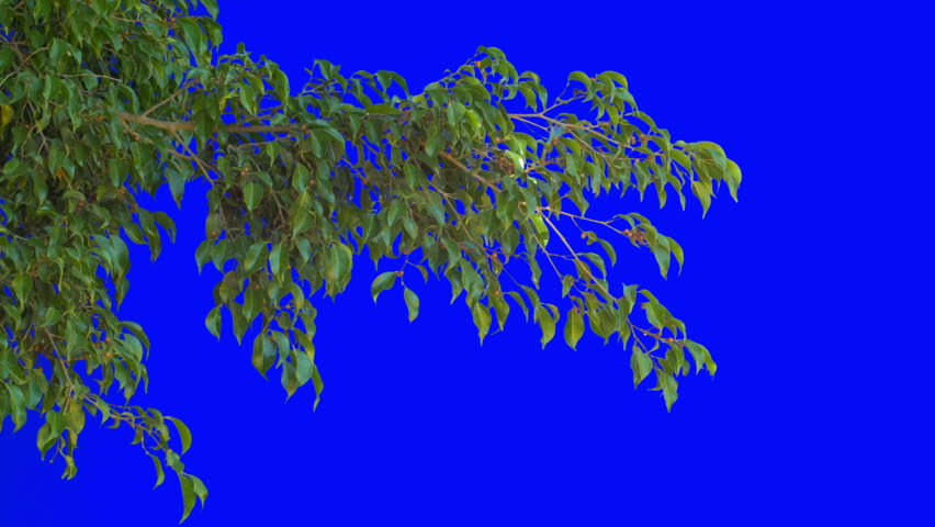 Header of Allot