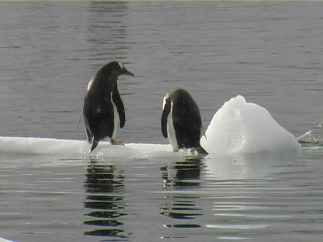Gentoo Penguins (Pygoscelis papua) jumping on and off a small iceberg.