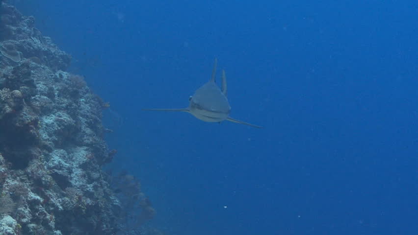 shark swims at camera