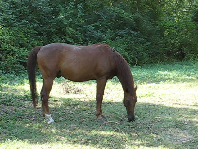 Grazing Horse