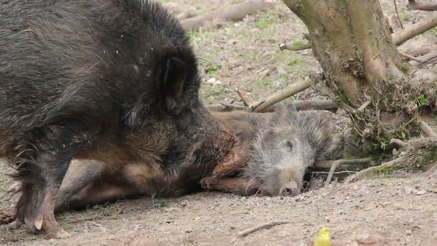 wild boars