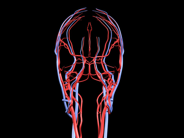 NTSC Brain Arteries and Veins Rotation Loop
