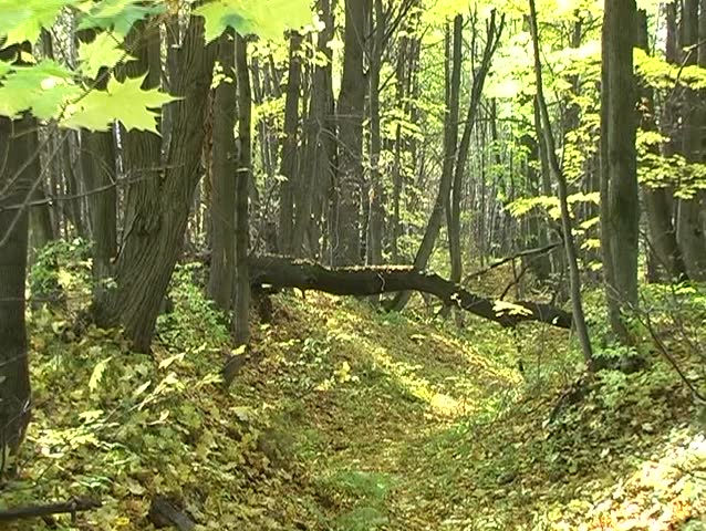 autumn forest