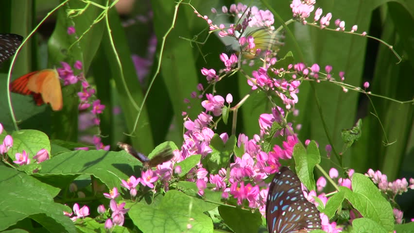 Butterflies in leaves and flowers.