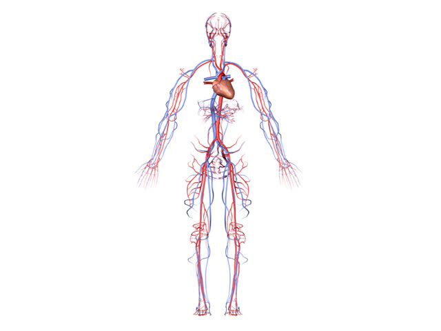 PAL Circulatory System