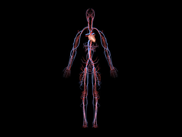 NTSC Arteries and Veins