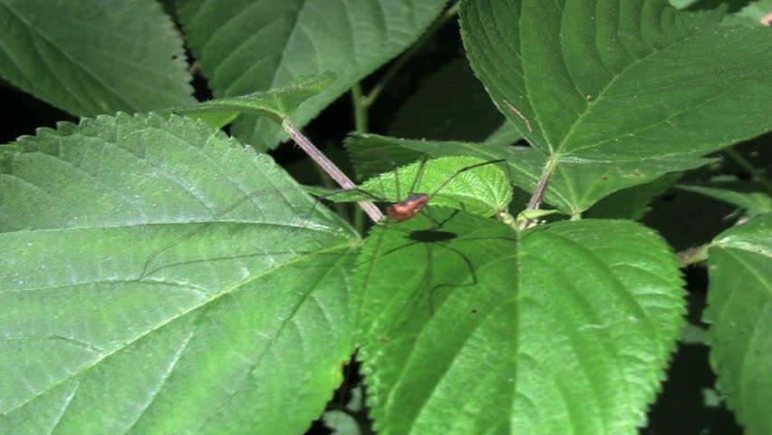 Daddy Longlegs Spider Walking On Leaf