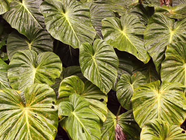 Leaves of a giant arum in the rainforest understory, Ecuador