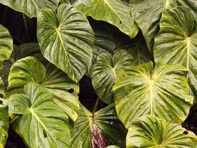 Leaves of a giant arum in the rainforest understory, Ecuador