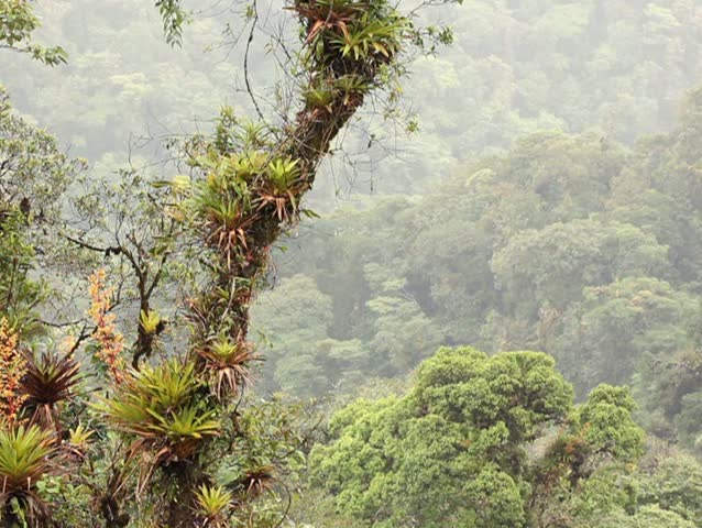 Bromeliad laden tree in cloudforest