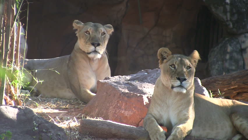 Three lions at rest