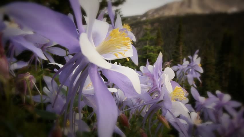 Scenic Colorado Rocky Mountains Alpine Landscape Wildflowers Summer Columbine Flower
