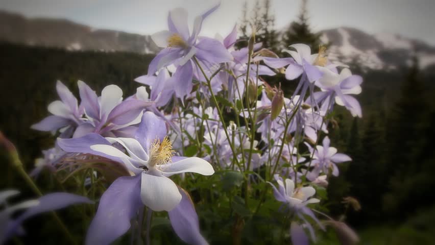 Scenic Colorado Rocky Mountains Alpine Landscape Wildflowers Summer Columbine Flower