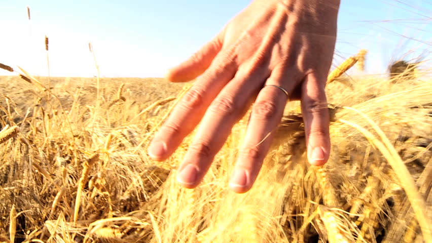 Hand brushing over the heads of ripening wheat in a field  60FPS