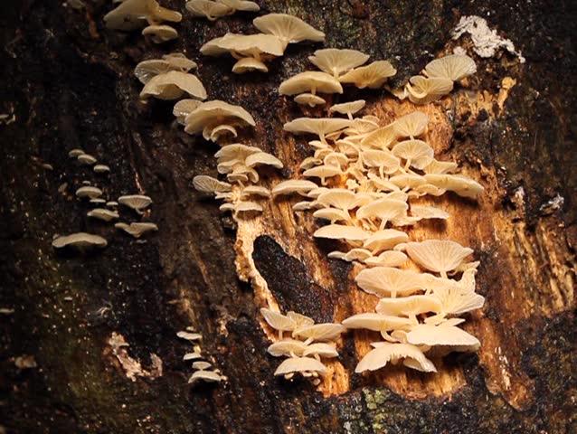 Dead tree trunk in rainforest covered in fungi, visited by fruit flies PAL ASPECT RATIO