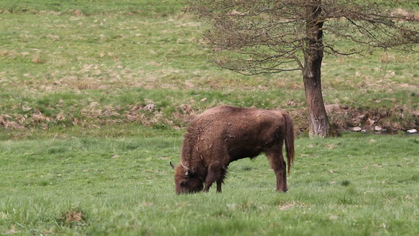 european bison, bison bonasus 