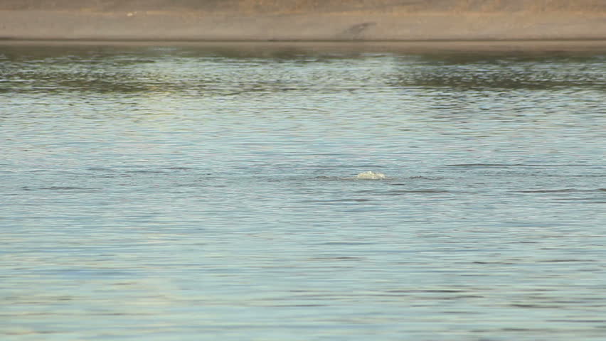 Water bubbles rapidly to the surface with the shore in the background. Med shot.