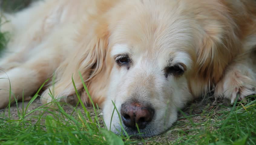 Old dog sleeping