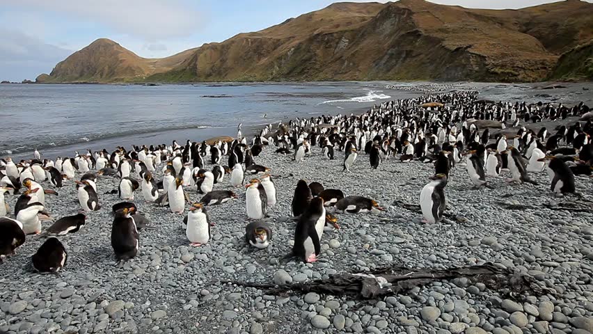 Royal Penguins on Macquarie Island