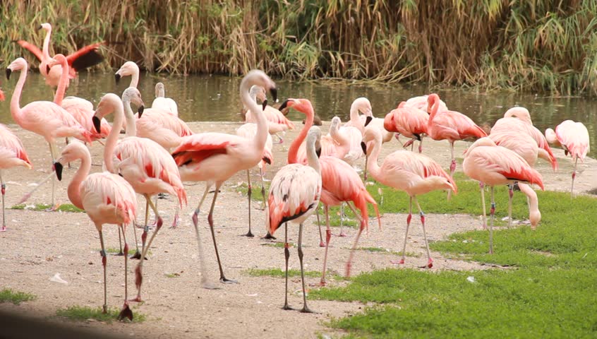 Pink flamingos