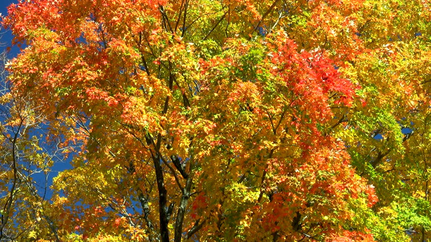 HD vibrant maple tree in the autumn